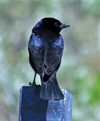 Molothrus bonariensis