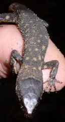Lepidophyma flavimaculatum