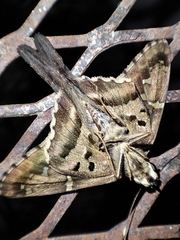 Urbanus proteus proteus