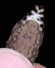 Lepidophyma flavimaculatum