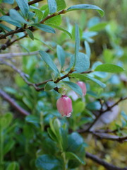 Vaccinium uliginosum