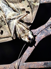 Urbanus proteus proteus