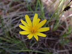 Microseris borealis