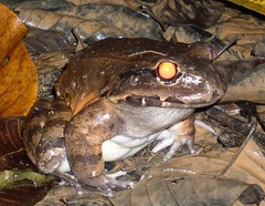 Leptodactylus savagei