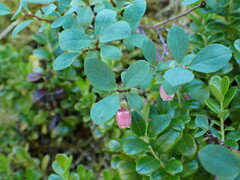 Vaccinium uliginosum