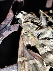 Urbanus proteus proteus