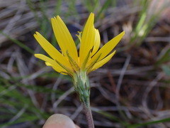 Microseris borealis