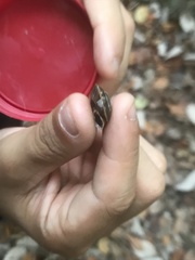 Helicigona lapicida