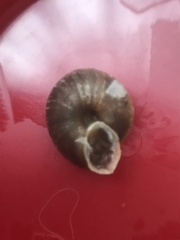 Helicigona lapicida