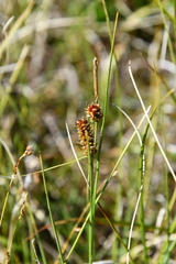 Carex rotundata