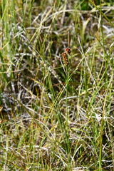 Carex rotundata