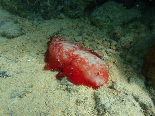 Hexabranchus sandwichensis
