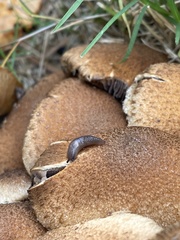 Ambigolimax valentianus