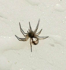 Microlinyphia pusilla