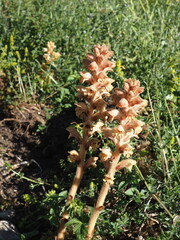 Orobanche caryophyllacea