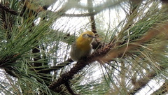 Peucedramus taeniatus