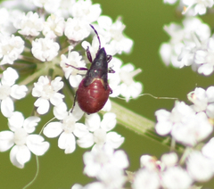 Oxycarenus