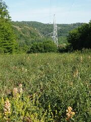 Orobanche caryophyllacea