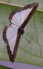 Nymphidium ascolia