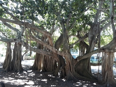 Ficus benghalensis