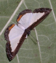 Nymphidium ascolia