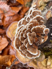 Trametes versicolor image