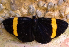 Panaropsis elegans