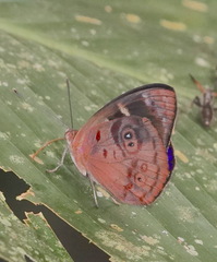 Eunica orphise
