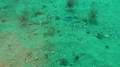 Canthigaster capistrata