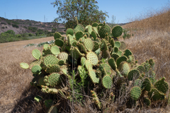 Opuntia oricola