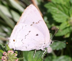 Parrhasius polibetes