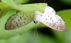 Parvospila lucianus