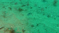 Canthigaster capistrata