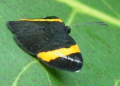 Pirascca tyriotes