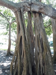 Ficus benghalensis