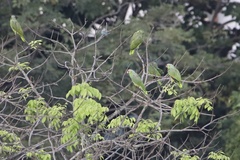 Amazona autumnalis salvini