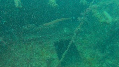 Aulostomus strigosus