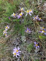 Galatella angustissima