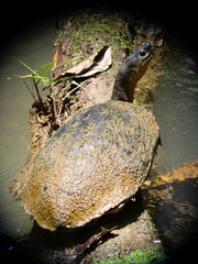 Rhinoclemmys funerea