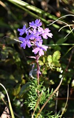 Verbena pulchella