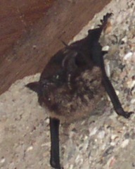Saccopteryx