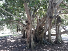 Ficus benghalensis