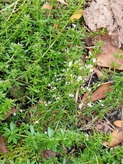 Galium humifusum