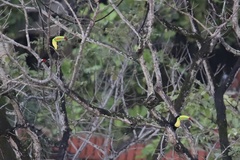 Ramphastos sulfuratus