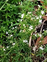 Galium humifusum
