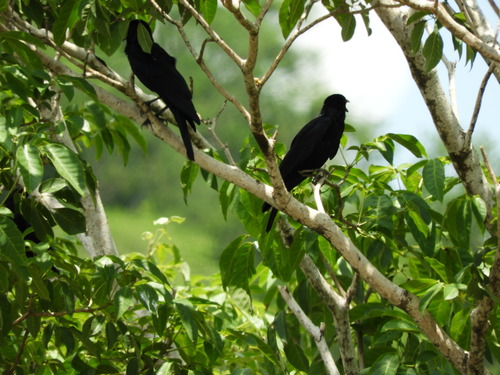 Sinaloa Crow