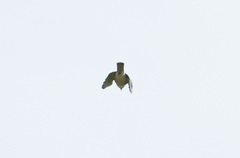 Accipiter gularis