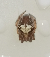 Araneus sturmi