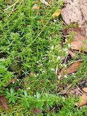 Galium humifusum