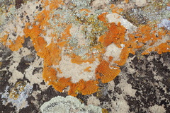 Xanthomendoza trachyphylla